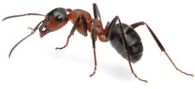 photo of an ant