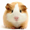 photo of hampster
