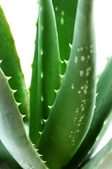 photo of an aloe plant